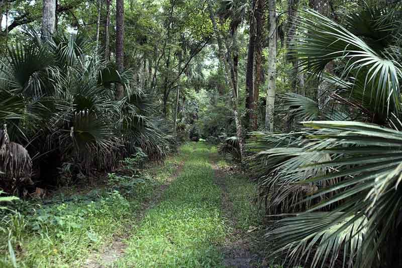 conservation view homes in montverde florida