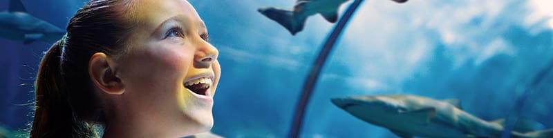 Homes For Sale Near Seaworld Orlando