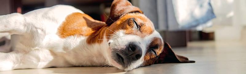 Pet Friendly Communities In Davenport pet friendly communities in davenport
