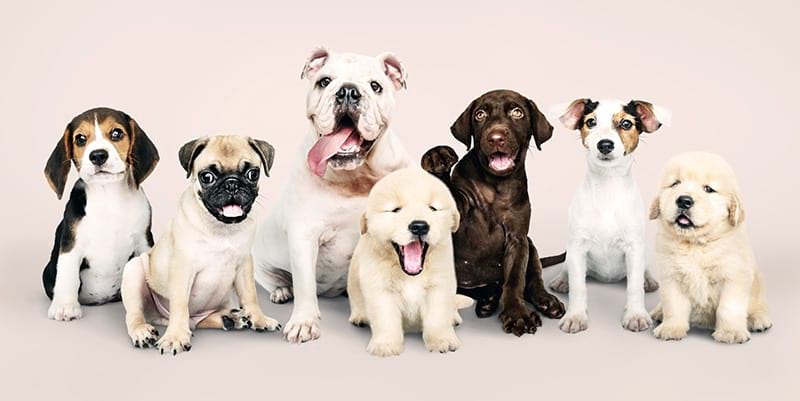 Pet Friendly Neighborhoods In Winter Garden pet friendly neighborhoods in winter garden